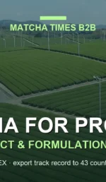 japanese matcha tea plantation