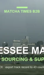 Japanese Matcha Supplier in Tennessee: B2B Sourcing Guide for Cafés & Brands