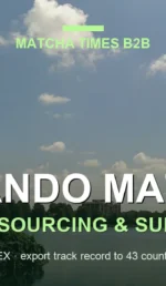 Matcha Wholesale Orlando: Japanese Supply, MOQ, Price & Delivery Guide