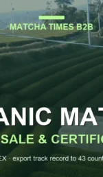 Japanese green tea plantation — organic matcha wholesale